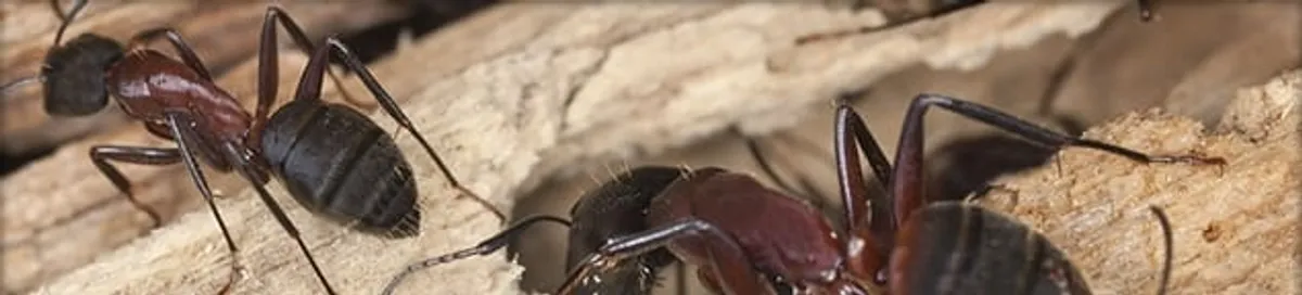 Close-up of ants on wood showing an active ant infestation in Manchester, NH