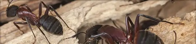 Close-up of ants on wood showing an active ant infestation in Manchester, NH