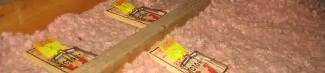 Mouse traps placed in an attic for rodent control in Manchester, NH