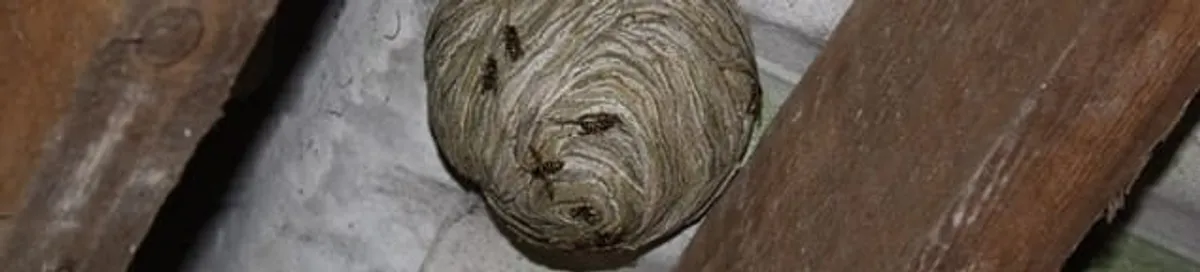 Wasp nest in an attic space, a common home infestation risk in Manchester, NH
