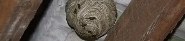Wasp nest in an attic space, a common home infestation risk in Manchester, NH