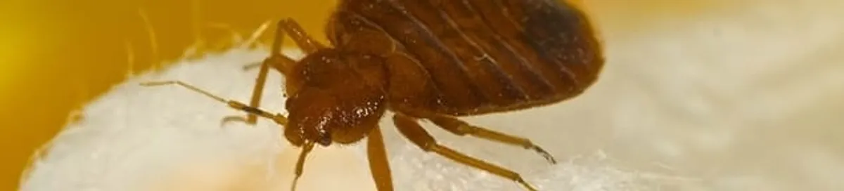 Close-up of a bed bug, a sign of an active infestation in Manchester, NH