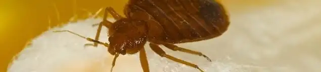 Close-up of a bed bug, a sign of an active infestation in Manchester, NH