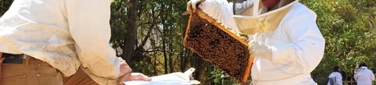 Bee removal specialists relocating a hive and honeycomb safely in Manchester, NH