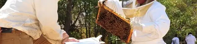 Bee removal specialists relocating a hive and honeycomb safely in Manchester, NH