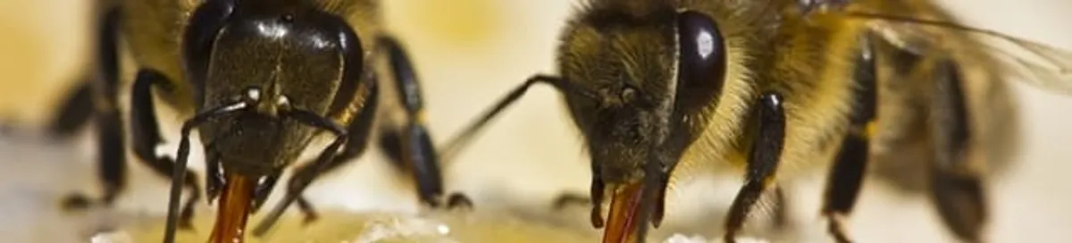 Close-up of honey bees, a sign of a nearby hive in Manchester, NH