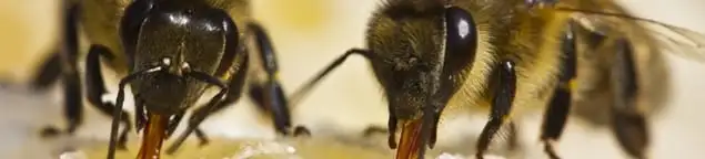 Close-up of honey bees, a sign of a nearby hive in Manchester, NH