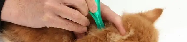 Flea treatment for pets using a flea comb, a sign of flea problems in Manchester, NH
