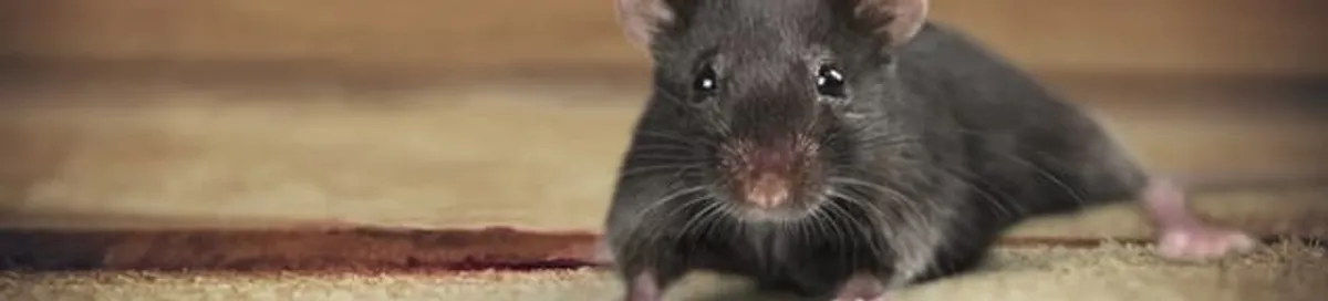 Mouse indoors, a common sign of a rodent infestation in Manchester, NH