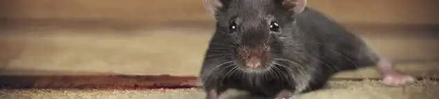 Mouse indoors, a common sign of a rodent infestation in Manchester, NH