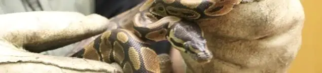 Snake removal specialist safely handling a snake with protective gloves in Manchester, NH