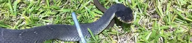 Snake in a yard, a common sign of a snake problem near a home in Manchester, NH