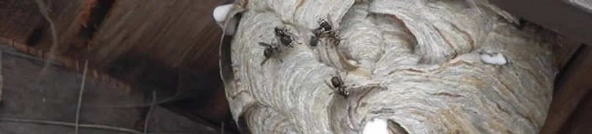 Close-up of a wasp nest with active wasps, a sign of an infestation in Manchester, NH