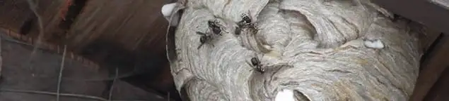 Close-up of a wasp nest with active wasps, a sign of an infestation in Manchester, NH